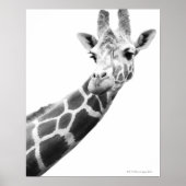 Black and white portrait of a giraffe poster (Vorne)