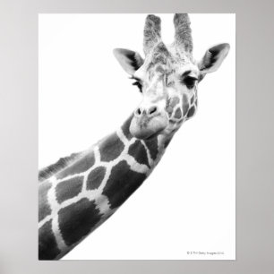 Black and white portrait of a giraffe poster