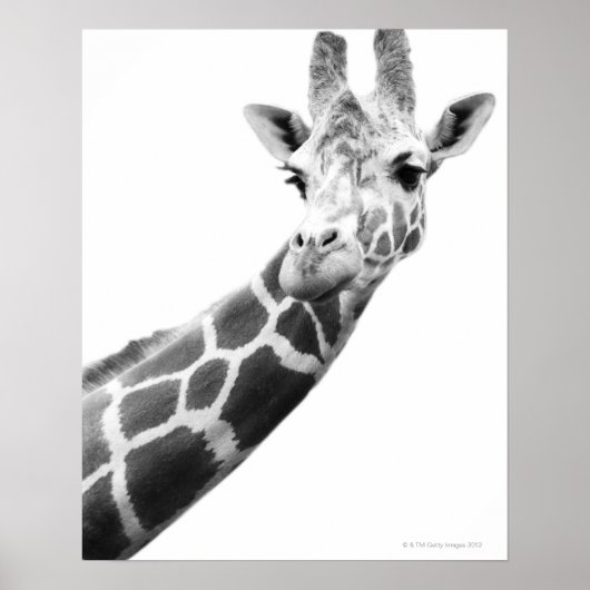 Black and white portrait of a giraffe poster (Vorne)