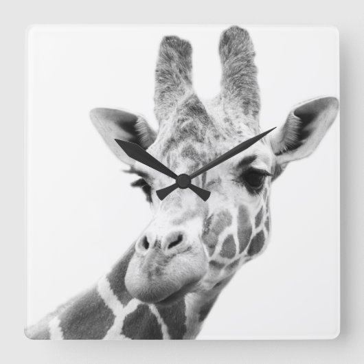 Black and white portrait of a giraffe quadratische wanduhr (Vorderseite)