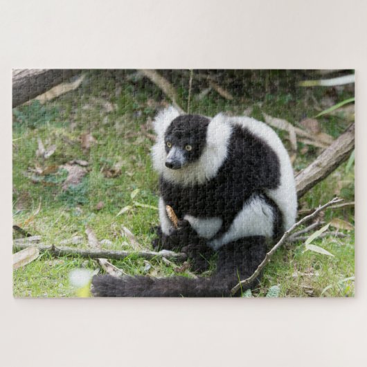Black and White Ruffed Lemur: Wildlife Photography Puzzle (Horizontal)