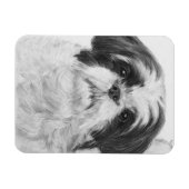 Black and White Shih Tzu Art Magnet (Horizontal)