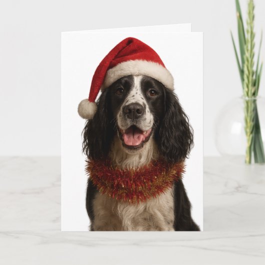 Black and white Springer Spaniel Christmas card Karte (Vorderseite)