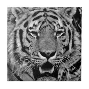 Black and White Tiger Face Fliese