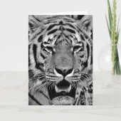 Black and White Tiger Face Karte (Vorderseite)