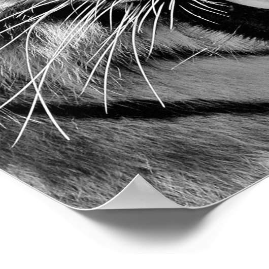 Black and White Tiger Face Poster (Ecke)