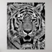 Black and White Tiger Face Poster (Vorne)