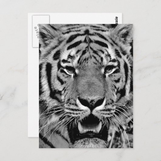 Black and White Tiger Face Postkarte (Vorne/Hinten)