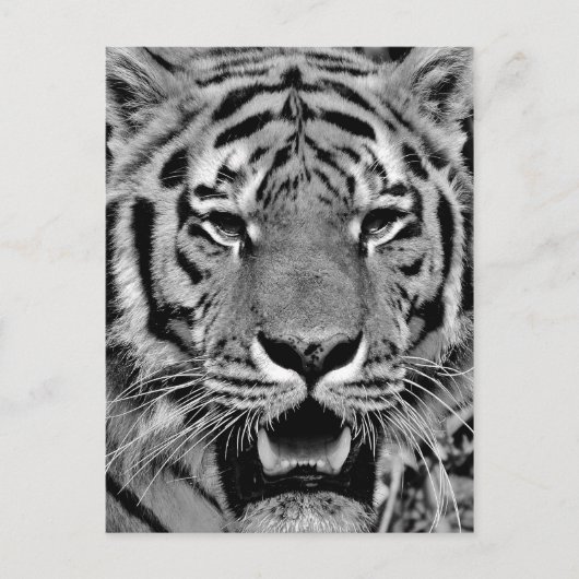 Black and White Tiger Face Postkarte (Vorderseite)