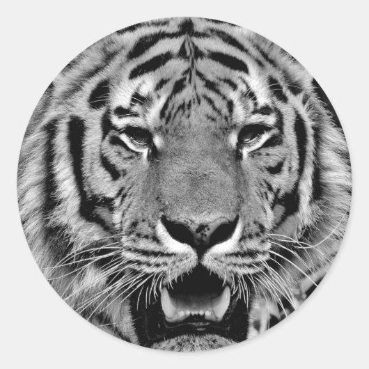 Black and White Tiger Face Runder Aufkleber (Vorderseite)