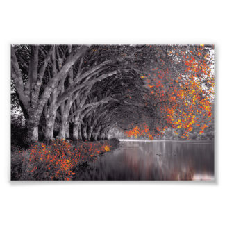 Black and White Trees. Reflection in a lake. Fotodruck