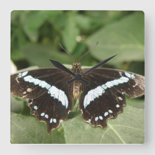 Black and White Tropical Butterfly Wall Clock Quadratische Wanduhr