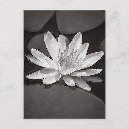 Black and White Water Lily Postkarte