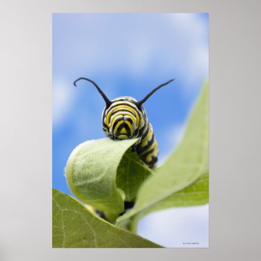 Black and yellow caterpillar poster (Vorne)