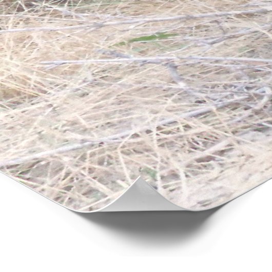 Black Angus Bull Poster (Ecke)