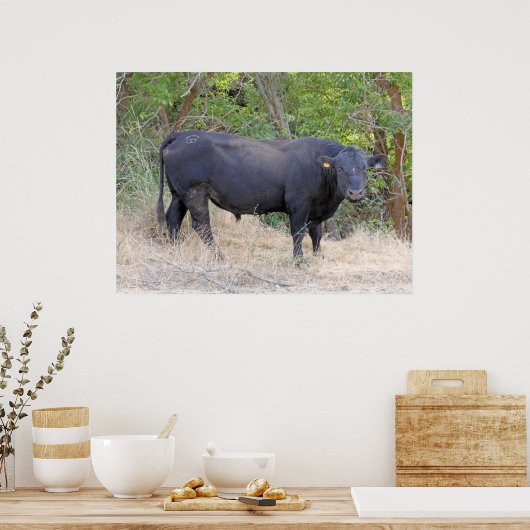 Black Angus Bull Poster (Küche)