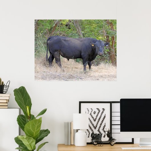 Black Angus Bull Poster (Heimbüro)