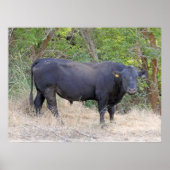 Black Angus Bull Poster (Vorne)