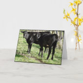 Black Angus Heifer Calves Karte (Gelbe Blume)