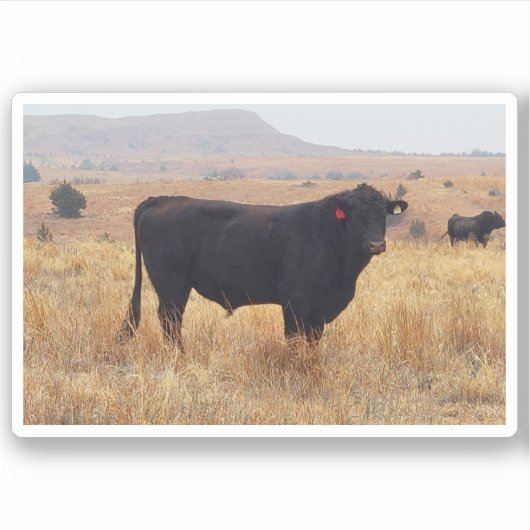 Black Angus Steer Grazing mit Herde Aufkleber (Vorderseite)