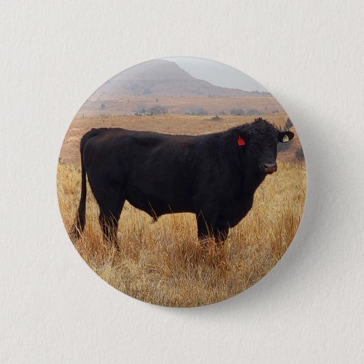 Black Angus Steer Grazing mit Herde Button (Vorderseite)