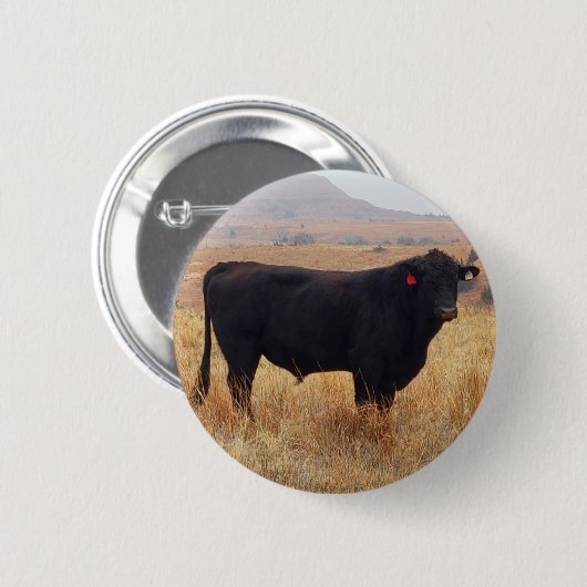 Black Angus Steer Grazing mit Herde Button (Vorne & Hinten)
