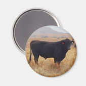 Black Angus Steer Grazing mit Herde Magnet (Vorderseite/Rückseite)