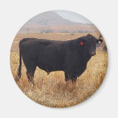 Black Angus Steer Grazing mit Herde Magnet (Vorne)