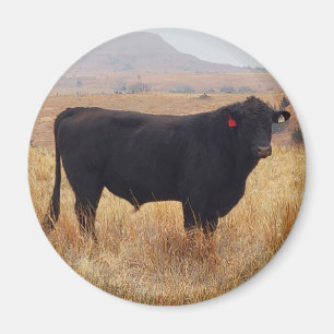 Black Angus Steer Grazing mit Herde Magnet