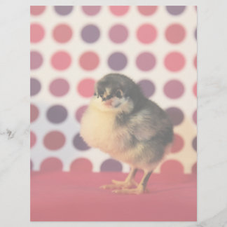 Black Astralorp Chick