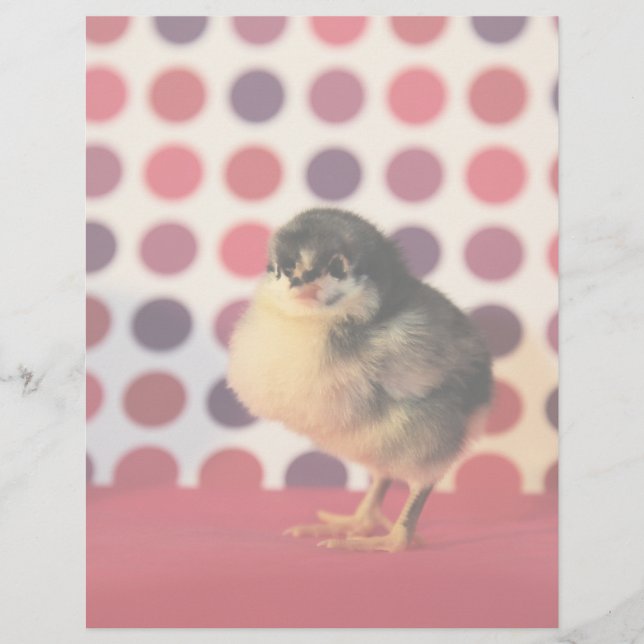 Black Astralorp Chick (Vorderseite)