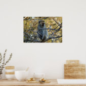 Black Baboon Poster (Küche)