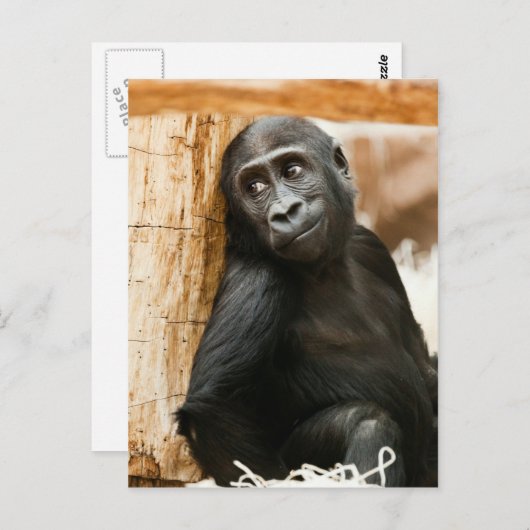 Black Baby Monkey Postkarte (Vorne/Hinten)