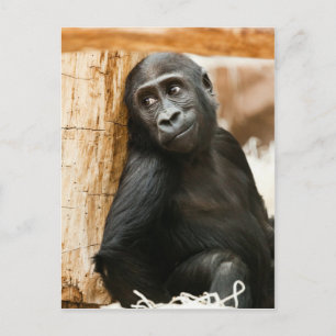 Black Baby Monkey Postkarte
