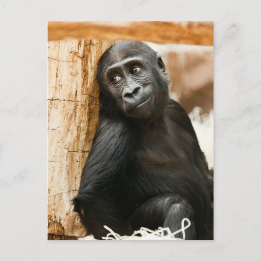 Black Baby Monkey Postkarte