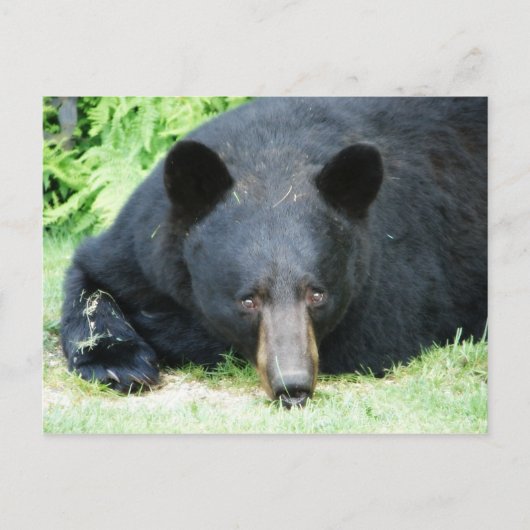 Black Bar - "Cubby" Postkarte (Vorderseite)