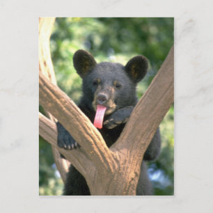 Black bear cub postkarte