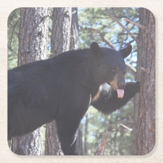 Black Bear Drink Untersetzer (Vorderseite)