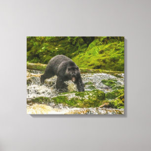 Black Bear Fischen Qua Creek British Columbia Leinwanddruck