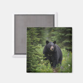Black Bear im Banff National Park Kanada Magnet (Vorderseite/Rückseite)