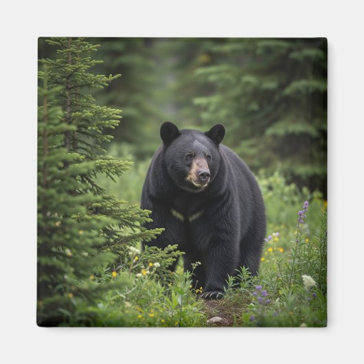 Black Bear im Banff National Park Kanada Magnet (Vorne)