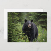 Black Bear im Banff National Park Kanada Postkarte (Vorne/Hinten)