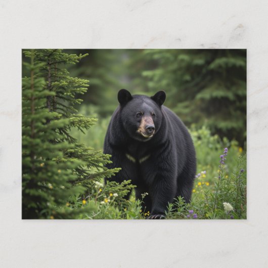 Black Bear im Banff National Park Kanada Postkarte (Vorderseite)