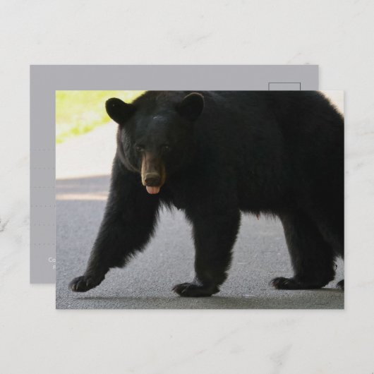 Black Bear in Cades Cove - Great Smokey Mountains Postkarte (Vorne/Hinten)