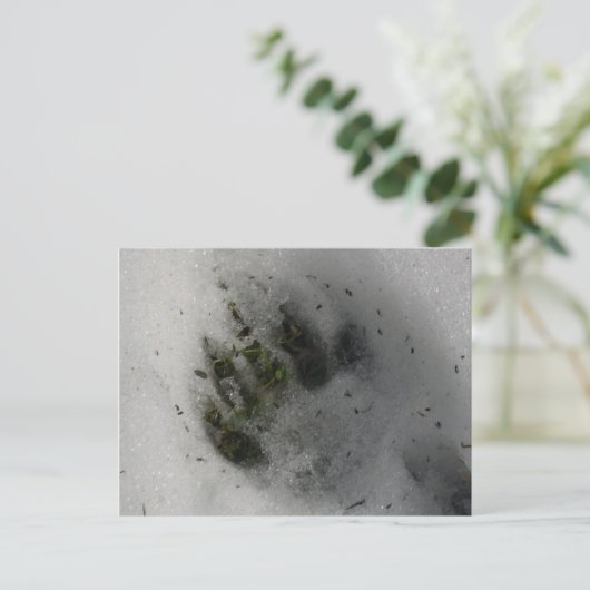 Black Bear Paw Print in Snow Winter  Postkarte (Stehend Vorderseite)