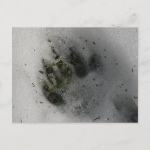 Black Bear Paw Print in Snow Winter Postkarte