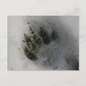 Black Bear Paw Print in Snow Winter  Postkarte (Vorderseite)