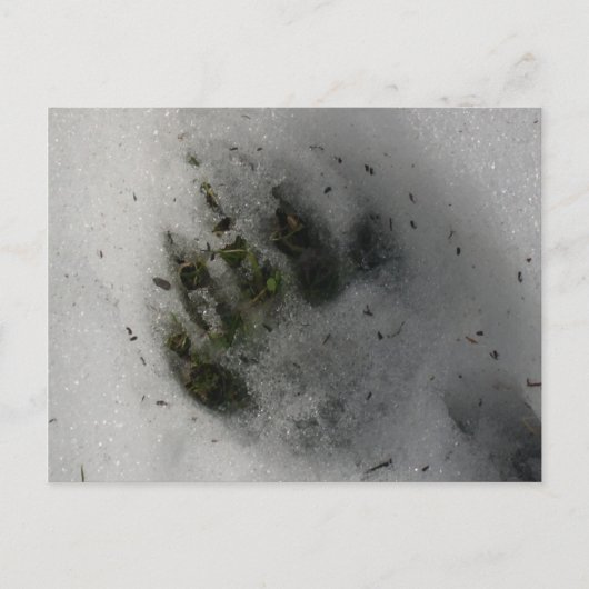 Black Bear Paw Print in Snow Winter Postkarte (Vorderseite)