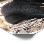 "Black Bear" von Carter L. Schäfer Poster (Ecke)