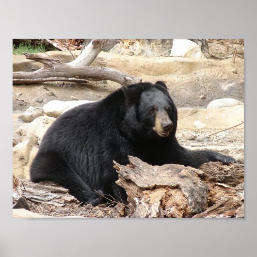 "Black Bear" von Carter L. Schäfer Poster (Vorne)